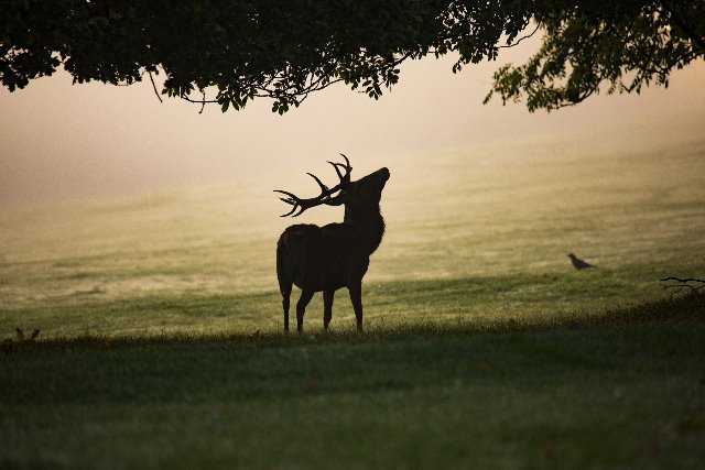 Brame du Cerf