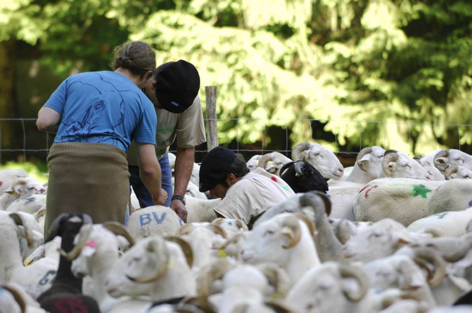 transhumance barousse